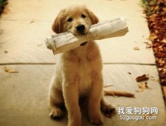 哪些因素會影響訓犬只訓練？