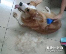 狗狗換毛，做好保潔工作