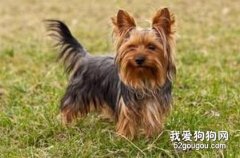 怎樣喂養約克夏狗狗？