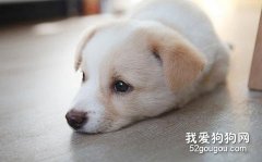 寵物為什么會得抑郁癥？