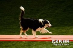狗狗喜歡什么運動？