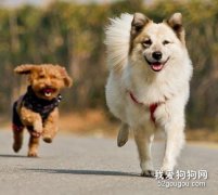 狗狗為什么喜歡跑步？