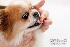 怎樣幫狗狗吃藥？