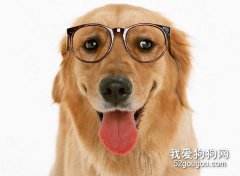 狗狗的視力怎么樣呢？