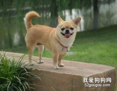 狗狗搖尾巴表達什么樣的心情呢？