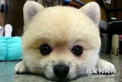 怎樣給短毛狗做造型？