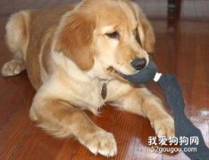 狗狗為什么會喜歡襪子？
