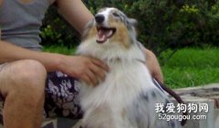 主人善用肢體語言向狗狗表達好感
