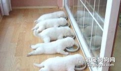 幼犬補充營養很重要