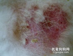 狗狗皮膚膿腫怎么辦？