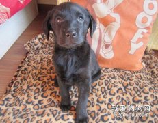 如何防治寵物犬VC缺乏癥？