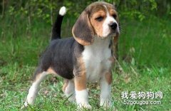怎樣喂養比格犬？