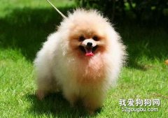 生長期犬只有哪些行為特點？