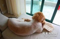 給狗狗剃毛的兩大壞處
