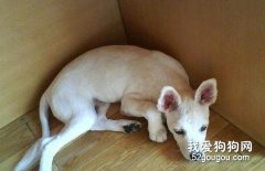 狗狗夏季需要剃毛嗎？