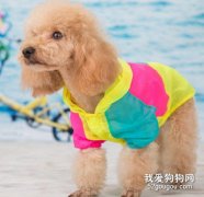 夏季：狗狗防曬工作不容忽視