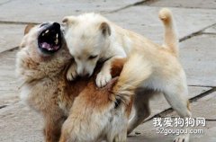 狗狗打斗怎么辦？
