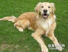 養狗切莫盲目選擇