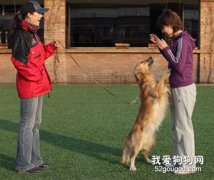 怎樣糾正狗狗的撲人行為？