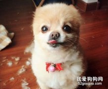 怎樣讓狗狗清涼過夏？
