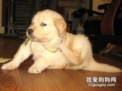 狗狗為什么會癢？