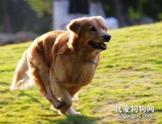 如何避免狗狗在運動過程中受到傷害