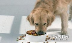 狗狗吃狗糧有什么好處？