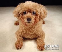 如何才能讓狗狗順利度過脫毛期？