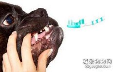 狗狗牙齒需經常清潔