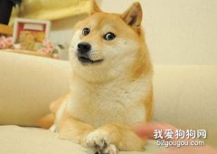 狗狗的理想性格是怎樣的？