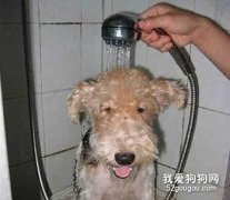 狗狗的毛發如何養護？