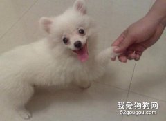 怎樣帶狗狗去野外爬山？