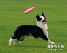 怎樣和狗狗玩飛盤游戲？