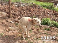 如何防治犬只旋毛蟲病？