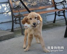 關于狗狗的一些常識