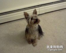 怎樣根據季節照顧狗狗？