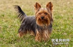 訓練約克夏兇猛的知識