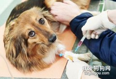 狗狗打疫苗需要注意的問題