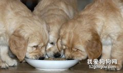 夏天注意狗狗的食物衛生