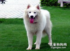 夏季狗狗應該注意的疾病