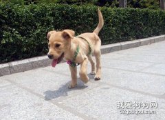 狗狗為什么不走直路？