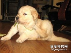 防止狗狗身上的寄生蟲