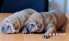 養沙皮需要注意的問題