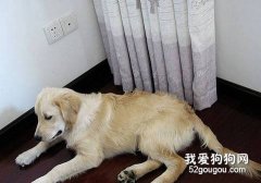 不要讓狗狗為了防暑而著涼