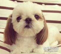 狗狗的情緒如何表現？