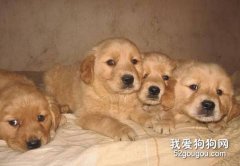 狗的神經類型