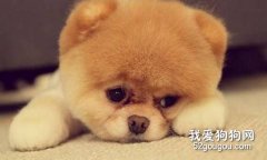 狗狗的憂郁癥介紹
