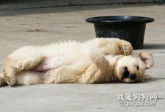 怎樣讓狗狗學會打滾？