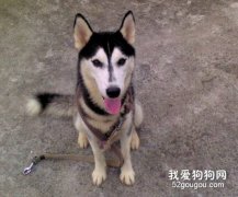 怎樣訓練哈士奇？
