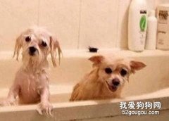怎樣讓狗狗遠離體臭？